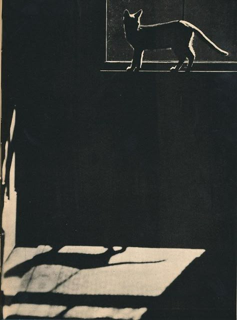 'Sam;' Edward W. Quigley, 1898-1977. In The Shadows, Cats Illustration, Chiaroscuro, The Shadows, The Shadow, Crazy Cat Lady, Window Sill, Crazy Cats, Linocut