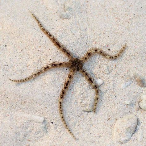 8.99 - The Tiger Brittle Starfish, Ophiactis sp., comes from the Indo-Pacific region. They have a dark small, round central disc with long, slender arms. Check more at https://aqualocker.com/invertebrates/tiger-brittle-star-ophiactis-sp/ Brittle Starfish, Alien Tank, Deep Sea Life, Brittle Star, Hand Tats, Sea Slug, Tan Body, Jokes Pics, Saltwater Aquarium