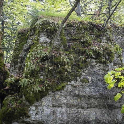 The Special Forces are known to excel in a number of areas – but this sniper takes the top spot as a master of disguise. Hidden somewhere in the photo is a member of the elite Special Reconnaissance Regiment, who has managed to seamlessly blend in with his surroundings. But can you spot him? He’s […] Snipers Hide, Thick Forest, Master Of Disguise, Urban Environment, The Rock, Camouflage, The Top, Forest, Canning