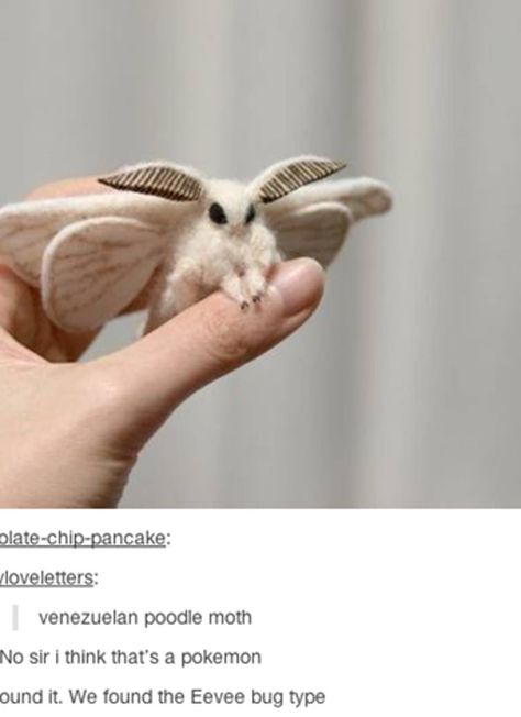 Cute Moth, Animal Tumblr, Tattoo Animal, Laser Pointers, Photos Aesthetic, Cute Fantasy Creatures, Pretty Animals, Animal Facts, Silly Animals