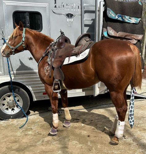 Barrel Horse Tack, Barrel Tack Sets, Quarter Horse Barrel Racing, Bay Horses In Tack, Barrel Horses, Bay Western Horse, Western Horse Riding, Bay Horses In Western Tack, Bay Horses Western