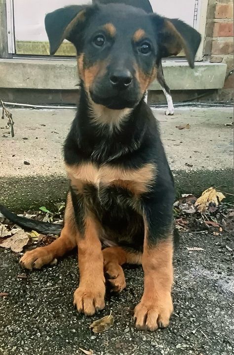 Rottweiler X German Shepherd, German Shepherd Rottweiler, German Shepherd Rottweiler Mix, German Rottweiler Puppies, German Rottweiler, Puppy Fever, Puppy Mix, Rottweiler Puppy, Shepherd Mix Dog