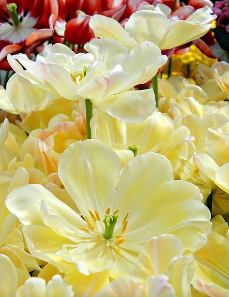 Beautiful pale lemon yellow flowers. White And Yellow Flowers Aesthetic, Bright Yellow Flowers, Pretty Yellow Flowers, Soft Yellow Flowers, Pastel Yellow Flowers, Light Yellow Flowers, Yellow Flower Wallpaper, Pale Yellow Flowers, Yellow White Flowers