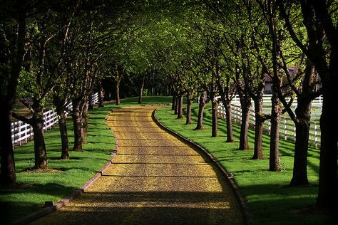 Driveway Ideas Cheap, Lined Driveway, House Garden Landscape, Driveway Entrance Landscaping, Short Trees, Side Lighting, Tree Lined Driveway, Selection Series, Driveway Entrance