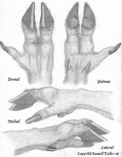 Hoof Drawing Reference, Elk Fursona, Deer Fursona Base, Anthro Hands, Hoof Drawing, Deer Anthro, Creature Hands, Deer Hoof, Hand Tutorial