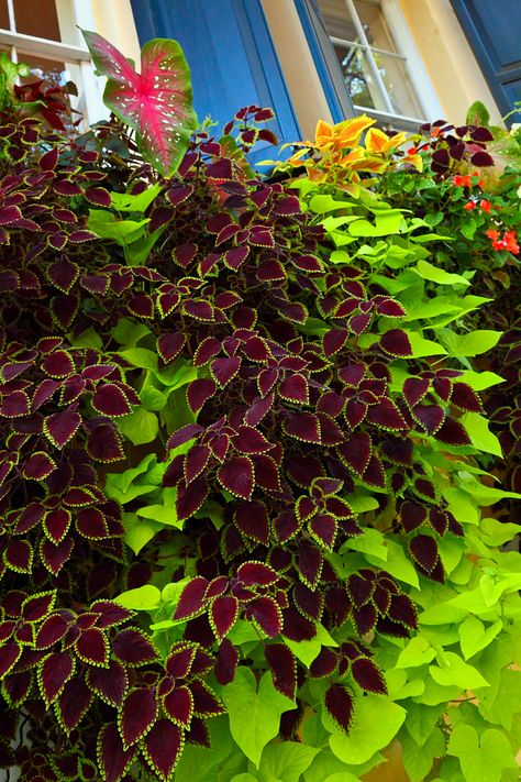 coleus and sweet potato vine... Sweet Potato Vine, Potato Vines, Garden Vines, Garden Containers, Container Flowers, Shade Plants, Lawn And Garden, Shade Garden, Container Plants