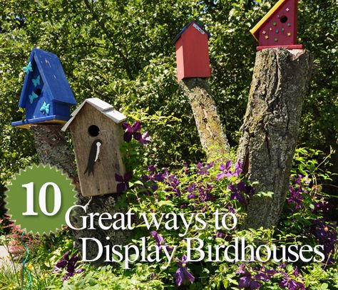 DIY::10 Great Ways to Display Birdhouses in Your Garden Cat Patio, Beautiful Birdhouses, Bird House Feeder, Painted Ladder, Three Dogs, Concrete Garden, Bird Boxes, Backyards, Wild Birds