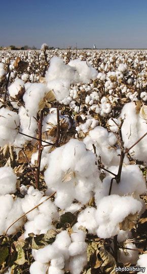 Cotton Picking, Cotton Gin, Phone Wallpapers, Cotton Fields, Cotton Boll, Cotton Plant, Sweet Home Alabama, Down On The Farm, Flower Field