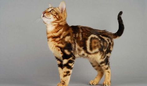 15 Facts About Marble Bengal Cat | Marbled Kittens And Bengal Cats Marble Bengal Cat, Black Bengal Cat, Silver Bengal Cat, White Bengal Cat, Asian Leopard Cat, Hybrid Cat, Bengal Kitten, Leopard Cat, Cat Reference