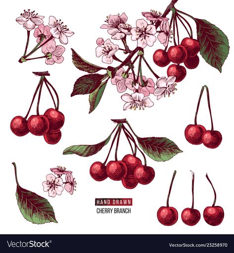 Cherry Botanical Illustration, Abstract Cherry Tattoo, Cherry Branch Drawing, Cherry Vine Tattoo, Fruit Branch Tattoo, Fruit Vine Tattoo, Cherry Branch Tattoo, Cherries Drawing, Cherries Illustration