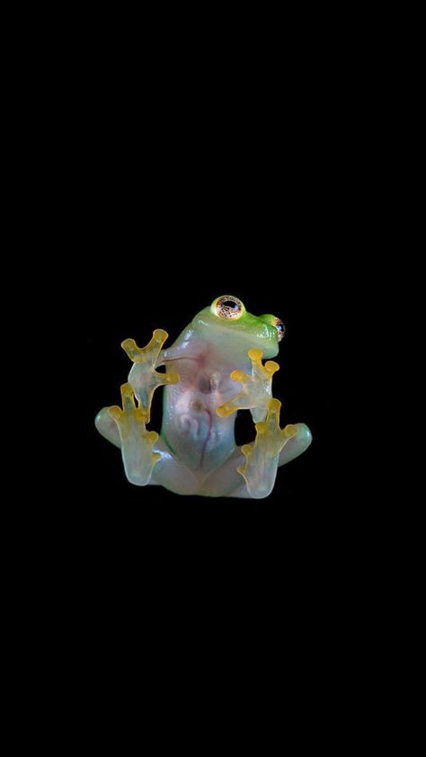 Frog. #frog #frogs #froggy #wallpaper #aesthetic Froggy Wallpaper Aesthetic, Frog Wallpaper Aesthetic, Frog Screensaver, Froggy Wallpaper, Wallpaper Backgrounds Frogs, Cute Frog Background Aesthetic, Background Nails, Green Aesthetic Frog Wallpaper, Frog Reference