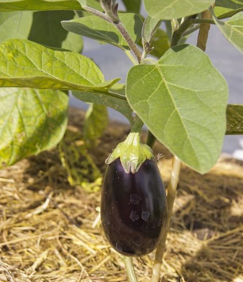 When Should I Harvest My Patio Eggplant? (Patio Baby Variety) Patio Eggplant Recipes, Baby Eggplant Recipes, Mini Eggplant, Baby Eggplant, Eggplant Curry, Eggplant Dishes, Eggplant Recipes, Eggplant Purple, Harvest Time