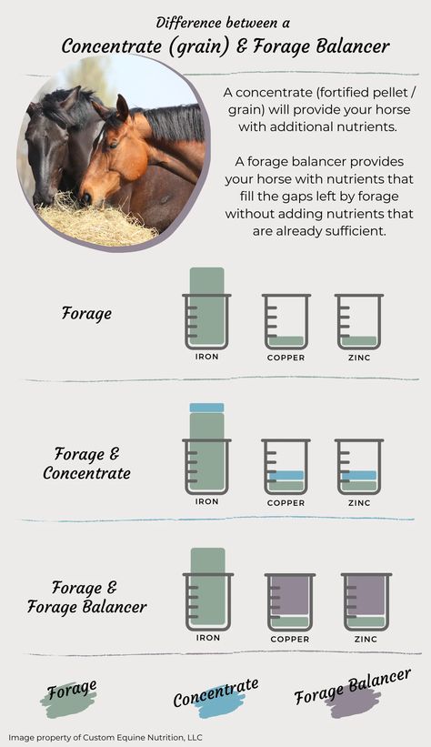 The difference between a Forage Balancer and Concentrate – Custom Equine Nutrition Equine College, Horse Nutrition, Equine Nutrition, Horse Books, Yes But, Nutrition, Horses, Wonder