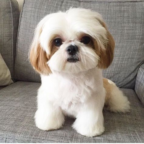 Shih Tzu Haircuts, Perro Shih Tzu, Chien Shih Tzu, Shitzu Dogs, Shih Tzu Grooming, Shitzu Puppies, Dog Haircuts, 강아지 그림