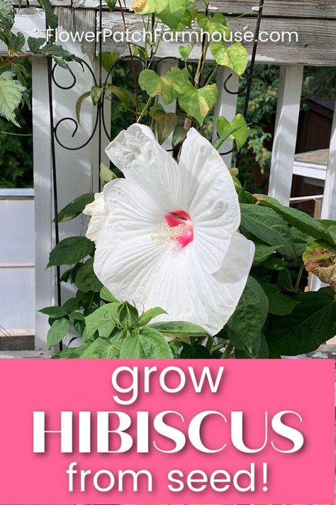 Hibiscus Seed Pods, How To Grow Hibiscus From Seed, How To Grow Hibiscus, Hibiscus Growing, Propogating Plants, Hardy Hibiscus Plant, Hibiscus Seeds, Hibiscus Care, Growing Hibiscus