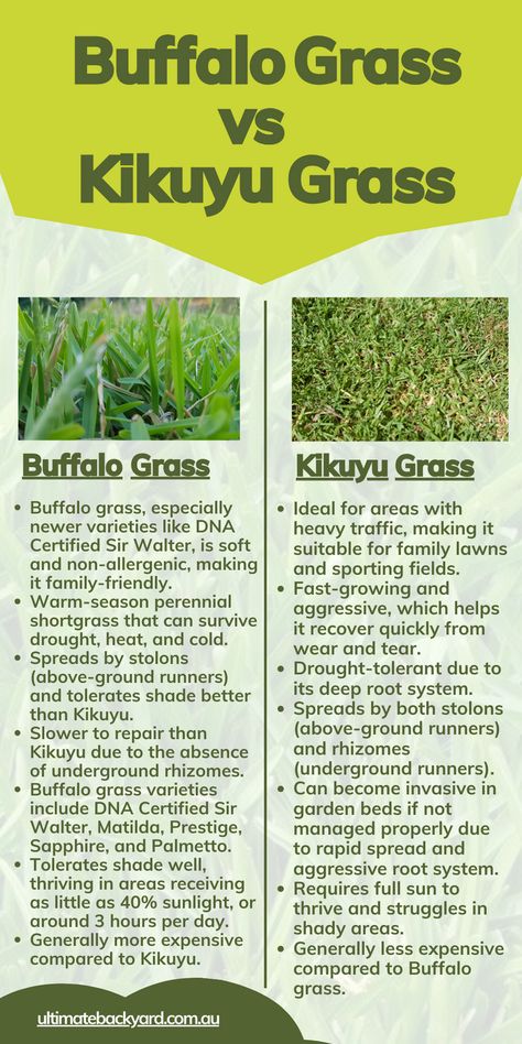 Choosing between Buffalo and Kikuyu grass for your Australian lawn? This guide lays out the pros and cons of each, from growth speed to maintenance needs. Whether you have kids, pets, or specific climate conditions, find out which grass variety will best suit your outdoor space. Get the lush, resilient lawn you've always wanted! Ultimate Backyard, Growing Grass, Types Of Grass, Grass Type, Lush Lawn, Root System, Public Garden, Drought Tolerant, Fast Growing