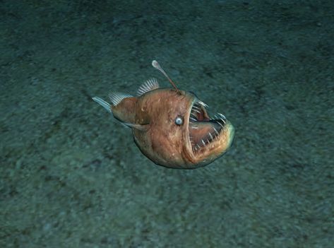 Humpback Anglerfish | Endless Ocean Wiki | Fandom Humpback Anglerfish, Deep Sea Life, Endless Ocean, Crystal Cave, Angler Fish, Sharp Teeth, Sea Life, Fish