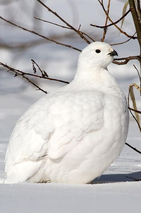 Willow Ptarmigan, Scarecrow, Birdy, Birds, Animals, White