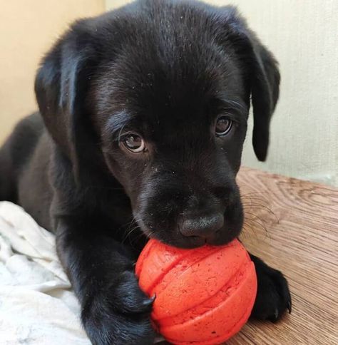 50 Female Black Lab Dog Names English Black Lab Puppies, Black Lab Aesthetic, Black Lab Names, Happy National Dog Day, Black Labs Dogs, Best Dog Names, Bernedoodle Puppy, Black Labrador Retriever, Black Labs