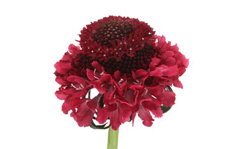 Scabiosa Dark Cherry Scoop® | Marginpar Flower Variety, Love Shoot, Flowering Plants, Home Flowers, Perennial Plants, Intense Colors, The Flowers, Perennials, Flower Garden