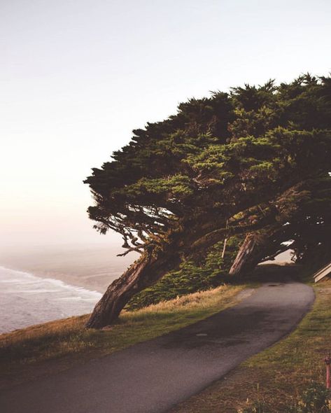 Point Reyes California, Point Reyes Lighthouse, Monterey Cypress, Point Reyes, Random Aesthetic, Coastal Life, Pacific Coast Highway, Ocean Vibes, Watch Wallpaper