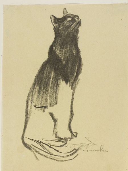 Cat Scientific Illustration, Black Cat Sketch Pencil Drawings, Cat Looking Up Drawing, Steinlen Cats, Black Cat Sketch, Paintings Of Cats, Cats In Art, Draw Cats, Cat Sketch