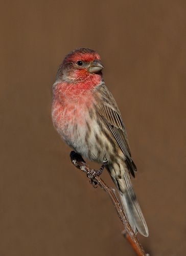 House Finch | Bolingbrook, Illinois. View large on black www… | Flickr Louisiana Birds, Finch Tattoo, House Finch, Autumn Tattoo, Pink Birds, Easy Animal Drawings, Finches Bird, Easy Animals, Sunflower Pictures