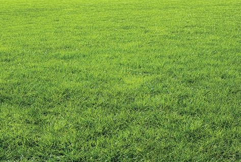 Types-Of-Grass-And-How-To-Choose-One-For-Your-Lawn Types Of Grass, Choose One, Different Types, Are You The One, The Process, You Choose, Lawn, Landscaping