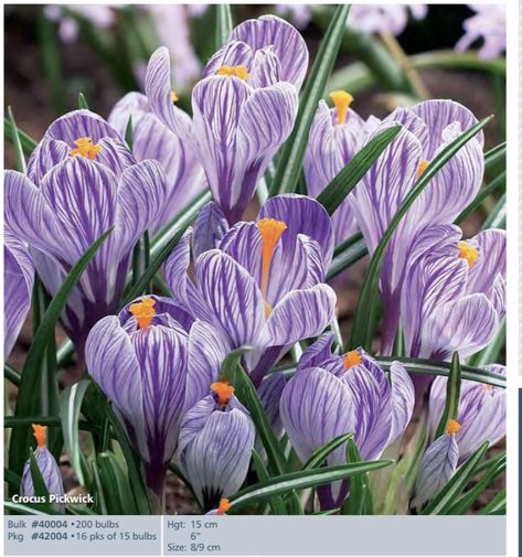 Bulbs bloom early spring (March) Planting Zones, Flower Bed Plants, Purple Streaks, Crocus Bulbs, Vegetable Patch, Plant Varieties, Plant Pests, Invasive Plants, Flowers Blooming