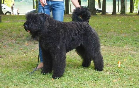 10 Things You Didn't Know about the Bouvier Des Flandres Bouvier Dog, Family Dogs Breeds, Bouviers Des Flandres, Monday Monday, Livestock Guardian, English Vintage, Farm Dogs, Dog List, Animals Amazing