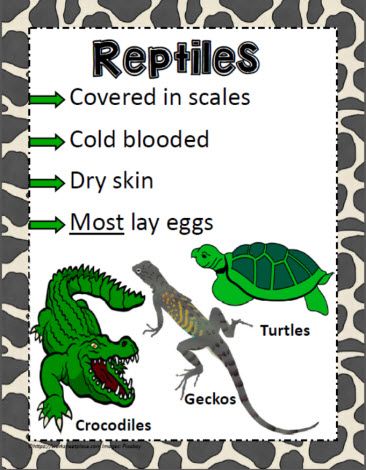 Animal Poster for Reptiles Reptiles Kindergarten Activities, Reptiles Characteristics, Reptiles For Kids, Animal Classification For Kids, Reptiles Worksheet, Reptiles Kindergarten, Mammals Worksheet, Reptile Facts, Animal Classification Activity