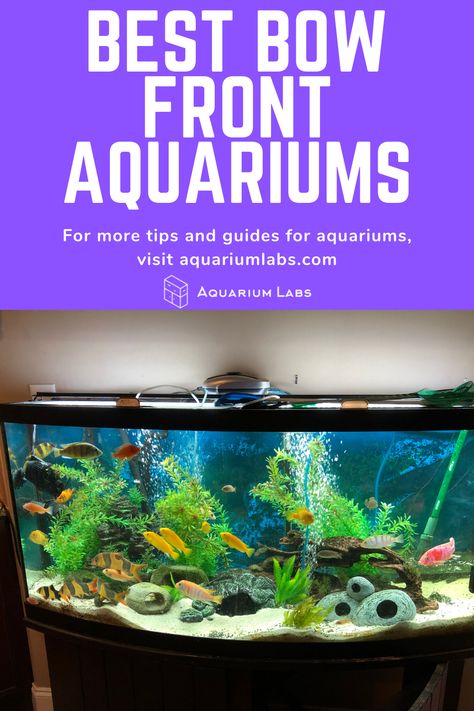 36 Gallon Bow Front Aquarium Ideas, Bowfront Aquarium Ideas, Bow Front Aquarium, 75 Gallon Aquarium, 55 Gallon Aquarium, Aquarium Set, Bowfishing, 55 Gallon, Aquarium Design