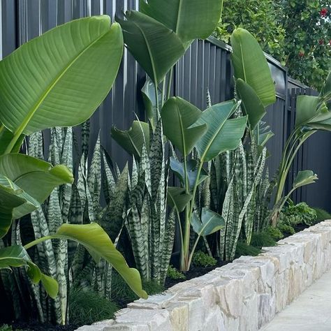 FCG LANDSCAPING on Instagram: "Poolside plantings out at Carlingford 🌿" Poolside Plants Landscaping, Poolside Plants, Pool Gardens, Concrete Tiles, White Gloss, House Ideas, Landscaping, New Homes, Dream House