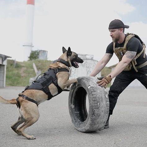 Tactical-K9-Family on Instagram: “Tactical-K9-Family •Mental Nd Physical• . All the physical strength starts with mental attitude . The same way we do follow with our dogs .…” Balance Training, K9 Unit, Be Interesting, Physical Strength, Mental Attitude, Behind The Camera, Pretty Dogs, Police Dogs, Belgian Malinois