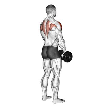 Dumbbell Upright Row Back Cable Workout, Row Exercise, Dumbbell Upright Row, Rear Delt Exercises, Dumbbell Back Workout, Deltoid Workout, Best Dumbbell Exercises, Gym Back Workout, Back Workout Routine