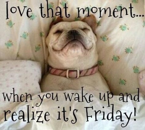 20 Friday Quotes To Help You Celebrate The End Of The Week Friday Jokes, Grumpy Cats, Funny Good Morning, Dog Sleep, Friday Meme, Friday Quotes Funny, Happy Friday Quotes, Weekday Quotes, Weekend Quotes