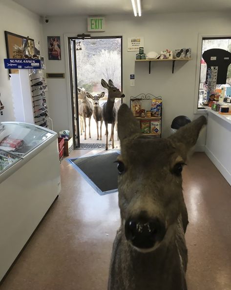 Deer Walks Into Store To Check Their Goods, Later Brings A Surprise | Bored Panda Funny Deer, Deer Family, Epic Photos, A Deer, Silly Animals, Animal Pictures, Funny Animals, Deer, Colorado