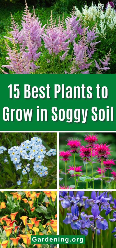 15 Best Plants to Grow in Soggy Soil Rain Garden Ideas Backyards, Swamp Garden Ideas, Rain Garden Landscape Design, Flowers For Wet Shady Areas, Rain Garden Design Landscaping, Pond Garden Ideas Landscaping, Bog Plants Landscaping Ideas, Whimsical Shade Garden, Plants That Like Wet Feet Perennials