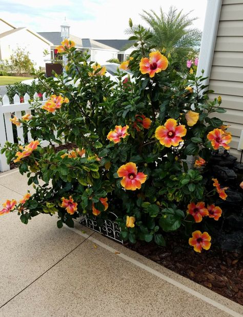 Hibiscus Bush, Growing Hibiscus, Hibiscus Garden, Tropical Landscape Design, Hardy Hibiscus, Florida Landscaping, Tropical Backyard, Hibiscus Plant, Front Yard Garden