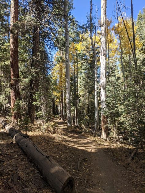 Flagstaff Arizona Aesthetic, Arizona Forest, Arid Landscape, Arizona Aesthetic, Flagstaff Arizona, Flagstaff Az, Hiking Aesthetic, Different Aesthetics, Dream School