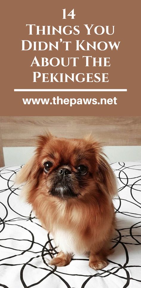 Although most people are aware of what a Pekingese looks like, there are many other facts about this dog that people do not know and that may surprise you. #pekingese #pekingeses #pekingesepuppy #pekingesedogs #dogs #pets #paws Peekaneese Dogs, Pekingese Dog Tattoo, Pekingese Tattoo, Pekenese Dogs, Pekenese Dogs Pekingese Puppies, Pekingese Grooming, Pekingese Haircut, Pekingese Puppies For Sale, Pekingese Puppies