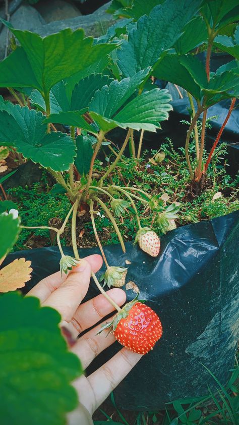 #petik #buah #stroberi #segar #enak #manis #petikbuah #buahstroberi #strawberry Fruit