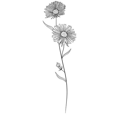 Aster Finger Tattoo, Daisy Tattoo Spine, Aster Line Drawing, Aster Fine Line Tattoo, Aster Line Art, Daisy And Morning Glory Tattoo, Aster Flower Outline, Virgo Flower Tattoo September, Birthflower September Tattoo