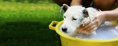 Learn how to bathe a dog with fleas using commercial flea shampoo, and homemade flea shampoo methods. Flea Bath For Dogs, Homemade Flea Shampoo, Dog Shampoo Recipe, Homemade Dog Shampoo, Essential Oils Dogs, Oatmeal Dog Shampoo, Flea Shampoo, Shampoo Recipe, Newborn Puppies