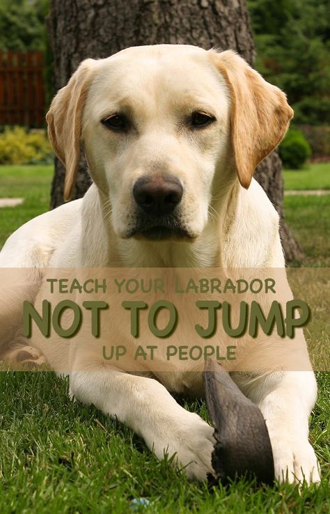 Dogs Tricks, Behavior Therapist, Dog Minding, Training Dogs, Dog Behavior Problems, Easiest Dogs To Train, Dog Training Advice, Dog Training Techniques, Labrador Retrievers