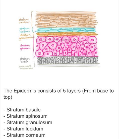 3d Layers Of The Skin Project, Epidermis Layers Project, Skin Model Project Anatomy, Skin Layers Anatomy Project, Integumentary System Project, Skin Model Project Diy, Layers Of Epidermis Anatomy, Anatomy Histology Notes, Epithelial Tissue Histology