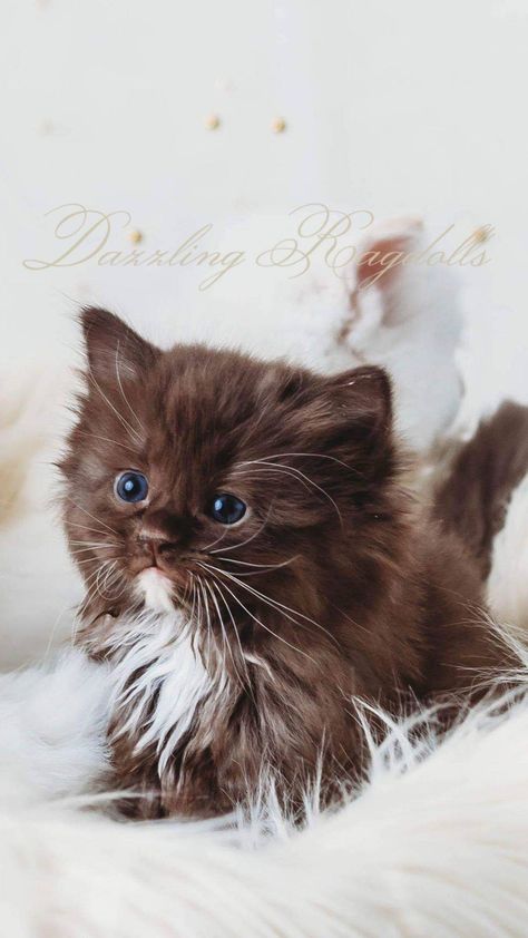 Brown Fluffy Kitten, Brown Ragdoll Kitten, Chocolate Ragdoll Cat, Chocolate Ragdoll, Ragdolls Cats, Cursed Cats, 2024 Energy, Mitted Ragdoll, Brown Cats