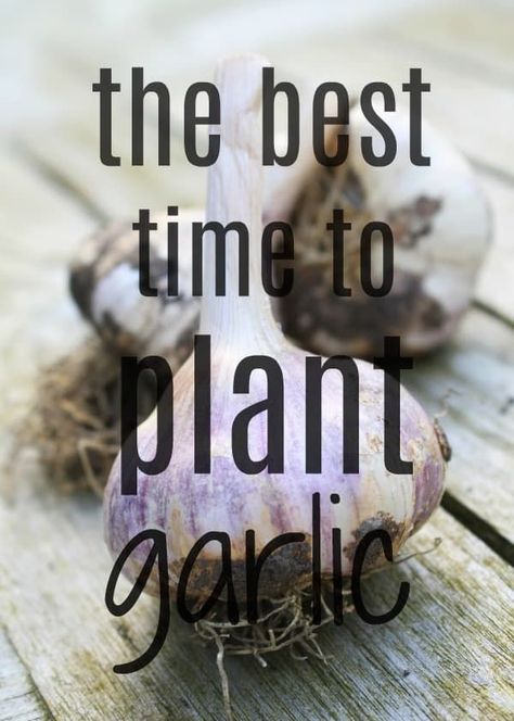 When To Harvest Garlic, When To Plant Garlic, Beginner Garden, Garlic Growing, Garlic Garden, Plant Garlic, Harvesting Garlic, Planting Garlic, Garlic Garlic