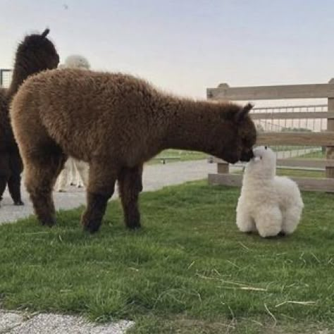 Alpaca, Instagram