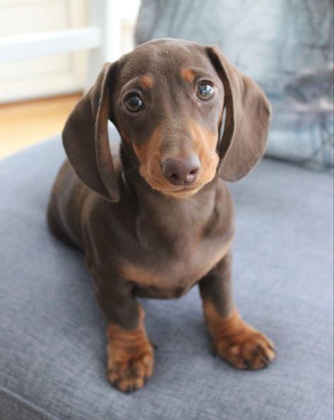 Miniature dachshund, brown and tan. Brown And Tan Dachshund, Brown Sausage Dog, Mini Daschunds, Winner Dogs, Chiweenie Puppy, Cream Dachshund, Brown Dachshund, London Girl, Weiner Dogs